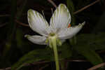 Largeleaf grass of Parnassus